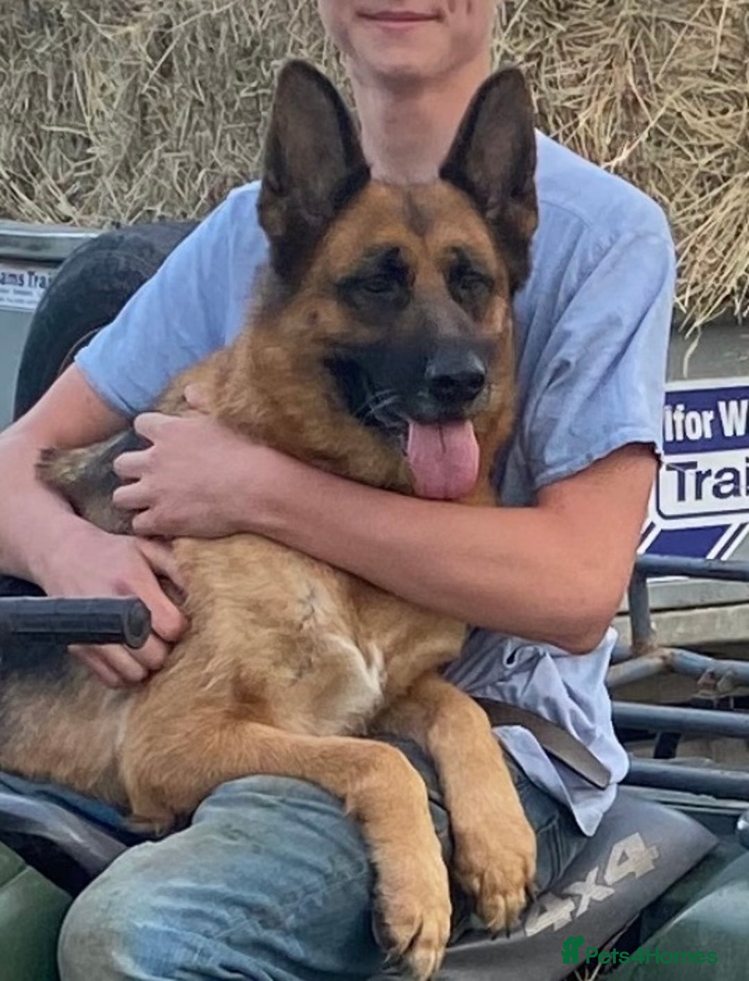 German Shepherd dogs for sale: Stunning Gsd puppies for sale  - Image 2