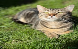 Scottish Fold cats for sale: Adorable Scottish Fold Mix Kittens - Image 14
