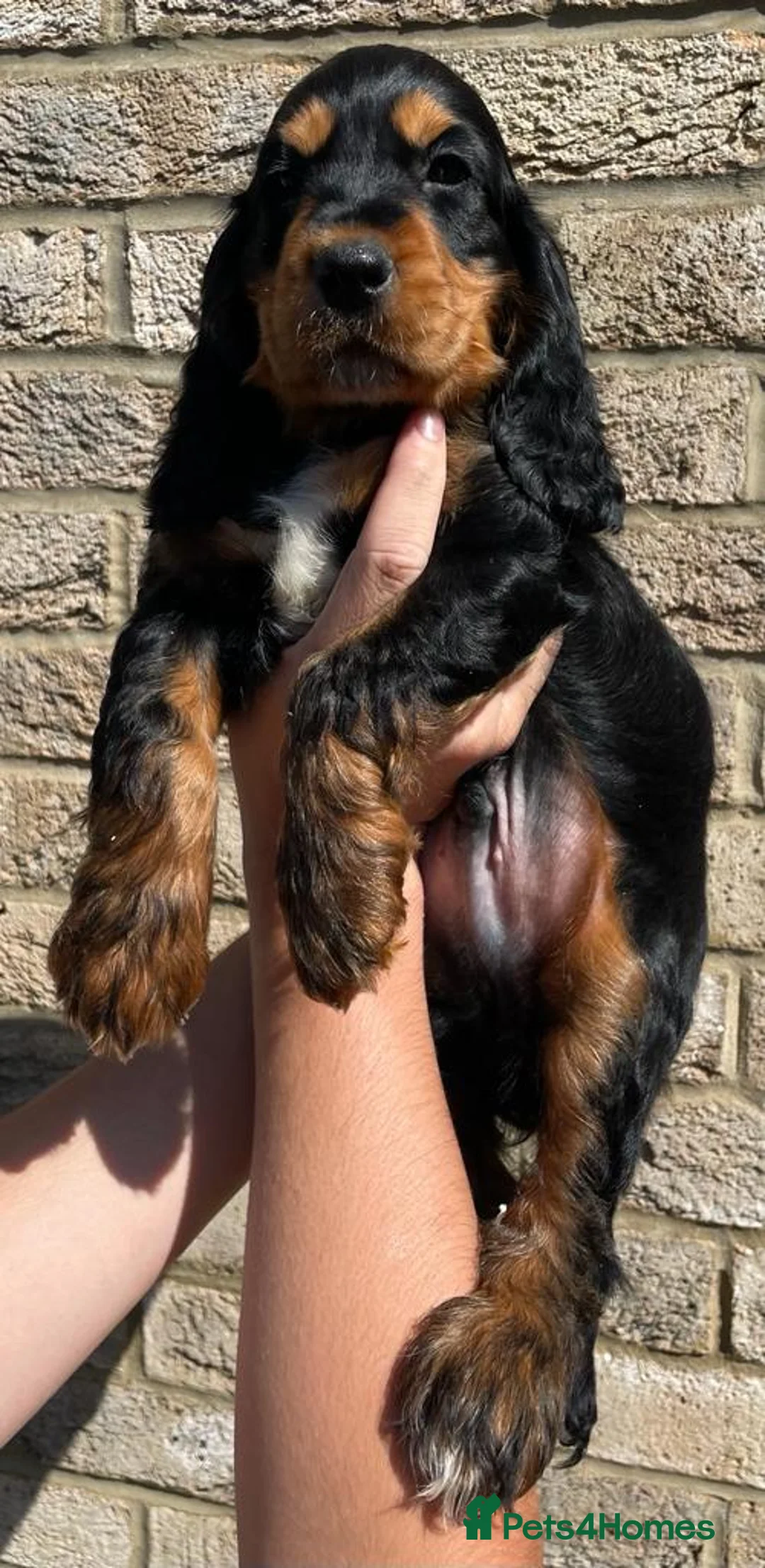 Cocker Spaniel dogs for stud: BLACK AND TAN Show cocker spaniel STUD - Advert 9