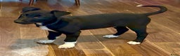 Lurcher dogs for sale: 2 LEFT!!! First cross Border collie x Greyhound - Advert 3