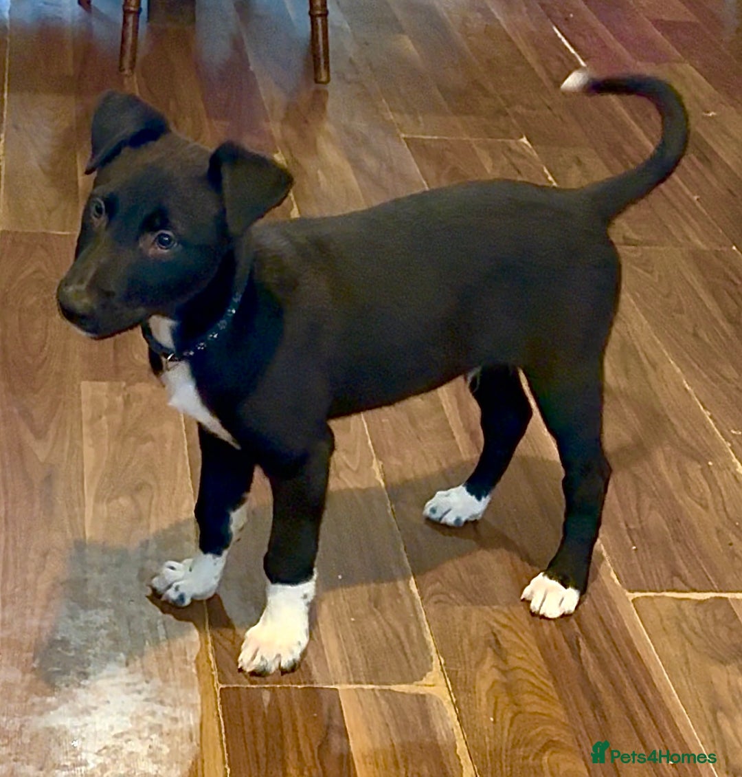 Lurcher dogs for sale: 2 LEFT!!! First cross Border collie x Greyhound - Advert 3