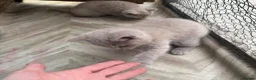 British Shorthair cats for sale: Lilac BSH  GCCF Boys  - Advert 9