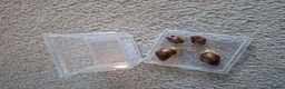 Snails invertebrates for sale: Giant African Land Snail starter kit - Advert 3