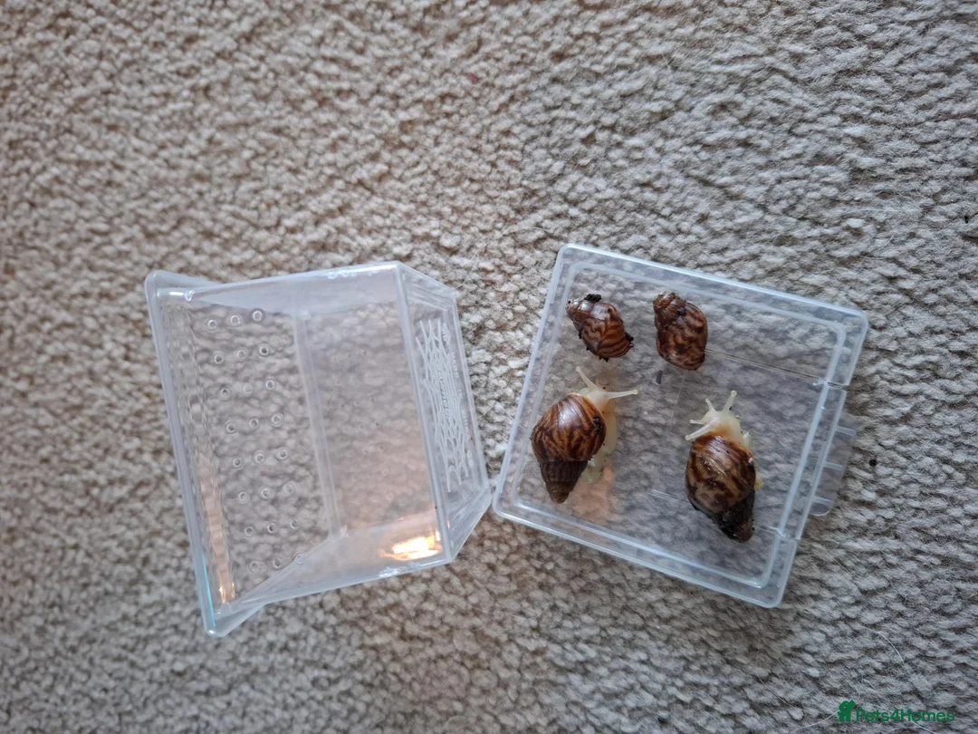 Snails invertebrates for sale: Giant African Land Snail starter kit - Advert 3