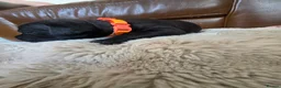 Staffordshire Bull Terrier dogs for sale: Staffordshire Bull terrier puppies 🐶  in Cheltenham - Advert 12