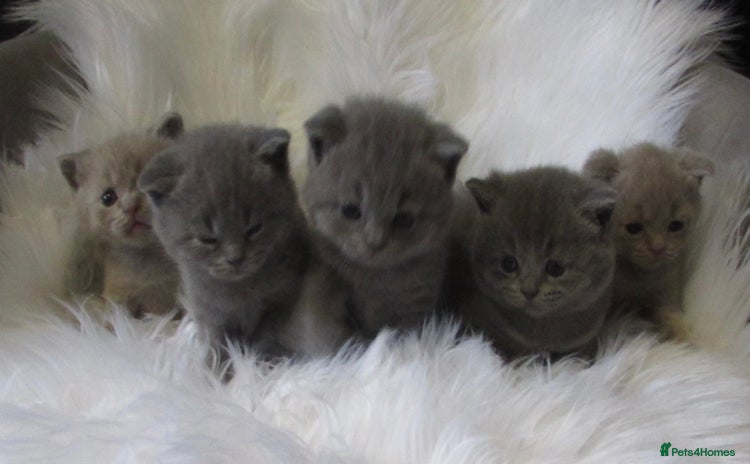 British Shorthair cats - Advert 3