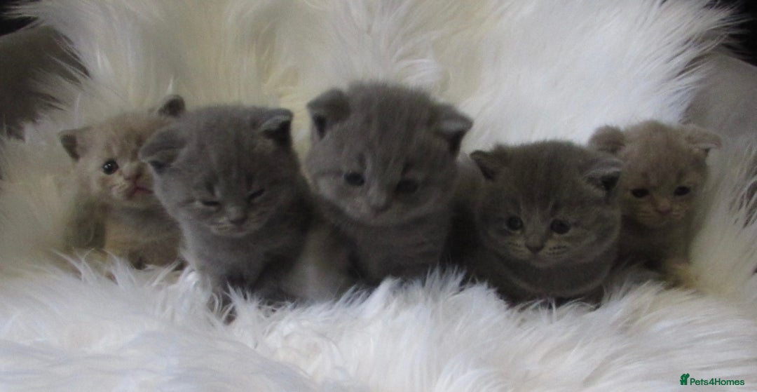 British Shorthair cats for sale: GCCF CHAMPION SIRED BRITISH SHORTHAIR KITTENS - Image 1