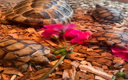 Tortoise reptiles for sale: Greek baby tortoises  in London - Image 3