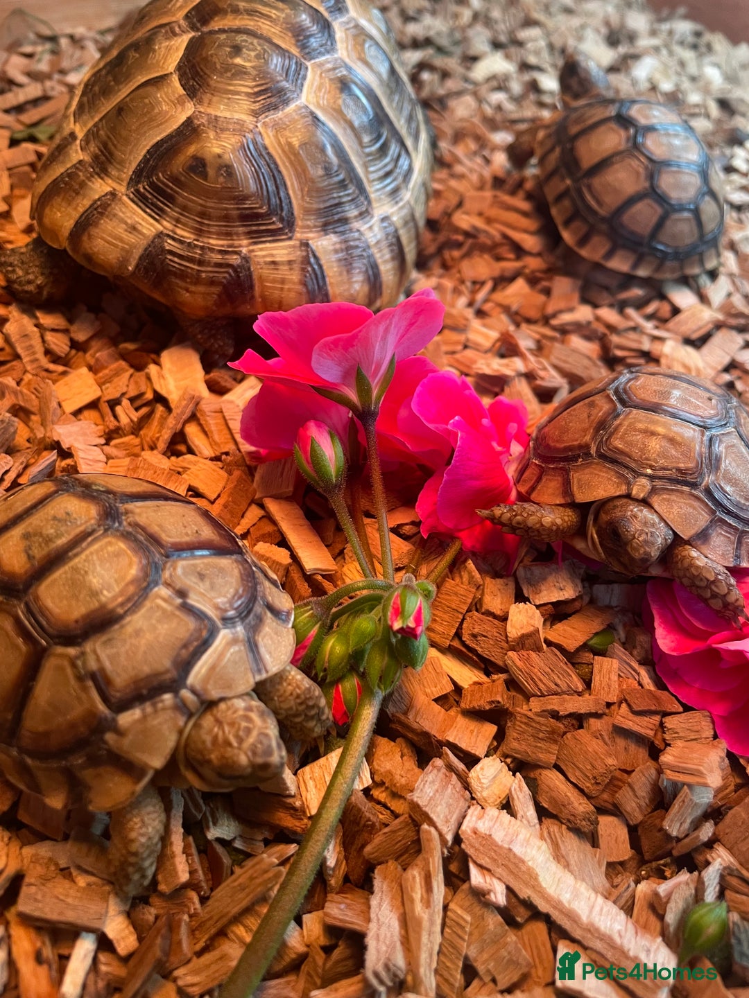 Tortoise reptiles for sale: Greek baby tortoises  in London - Image 3