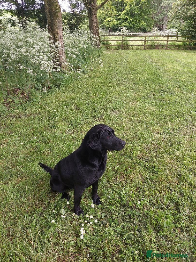 Labrador Retriever dogs RUBY Black Strong lab bitch  - Advert 6