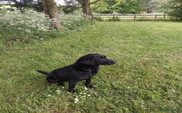 Labrador Retriever dogs for sale: RUBY Black Strong lab bitch  - Image 3