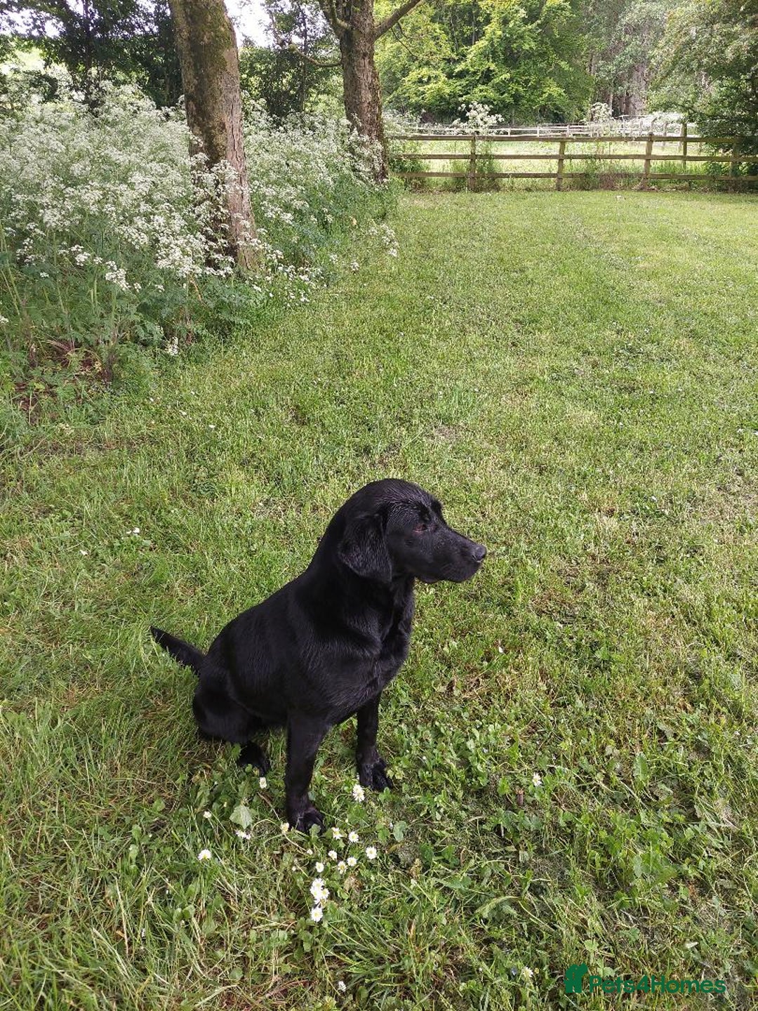 Labrador Retriever dogs for sale: RUBY Black Strong lab bitch  - Image 3