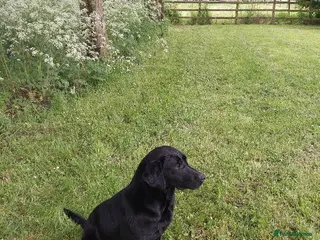 Labrador Retriever dogs RUBY Black Strong lab bitch - Advert 6