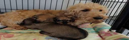 Miniature Dachshund dogs for sale: Premium Mini Wire-haired Dachshund Puppies - Advert 4