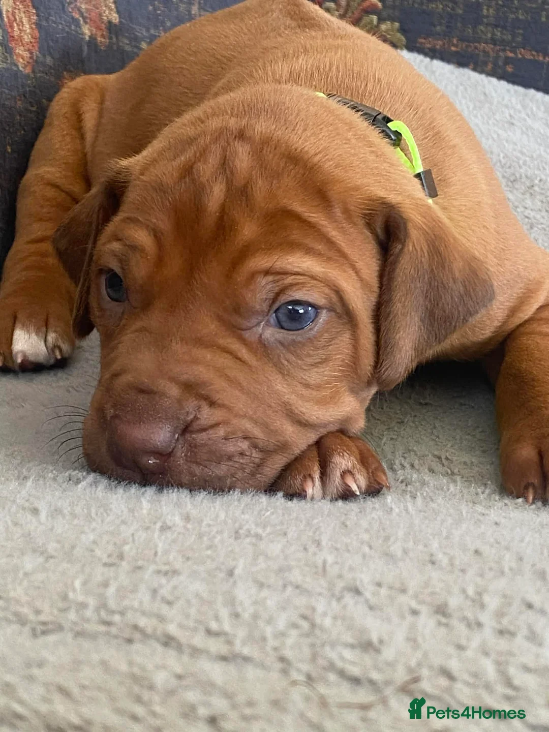 Rhodesian Ridgeback dogs for sale: KC reg Ridgeback puppies - Advert 14