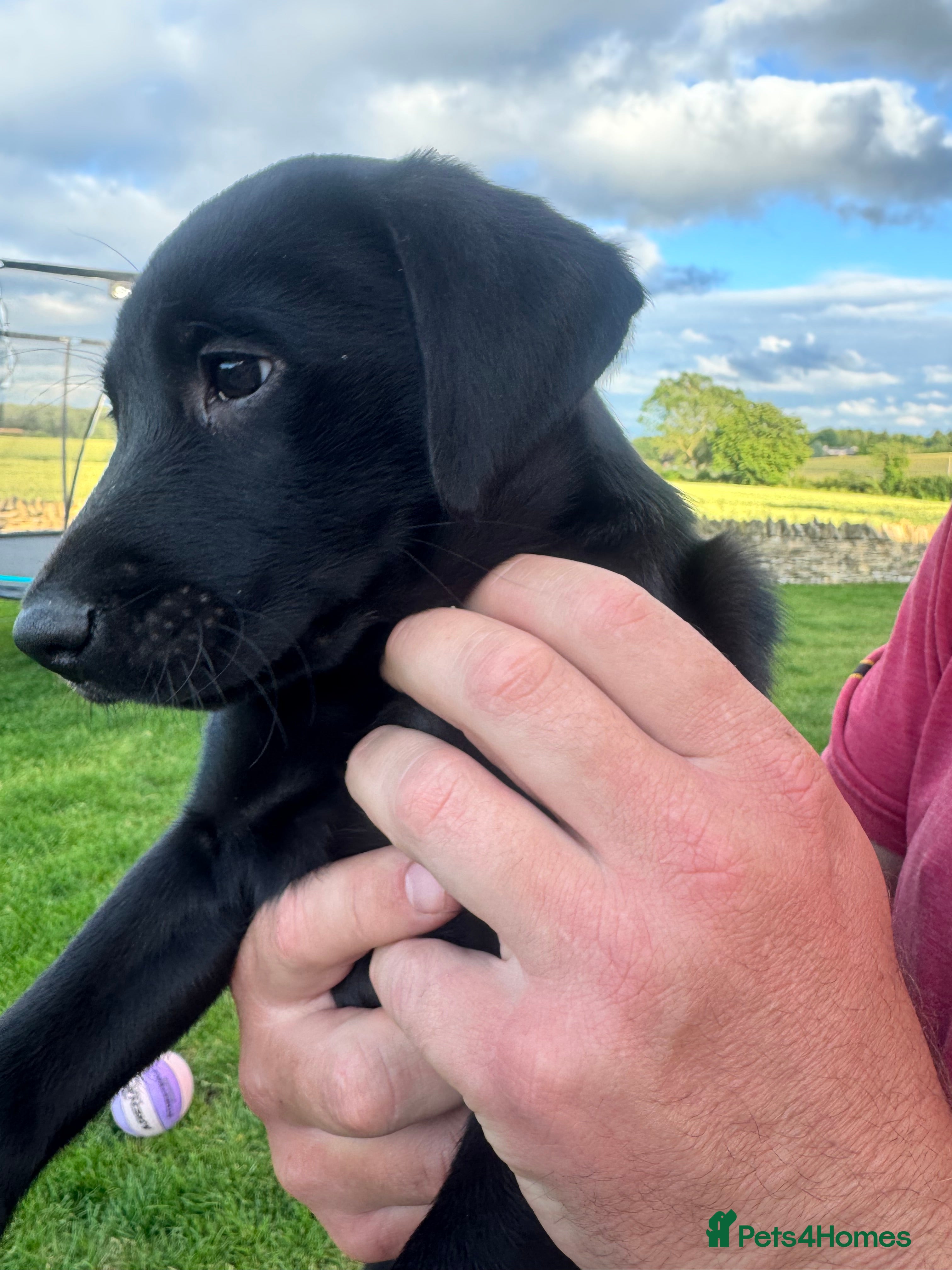 Labrador Retriever dogs KC Registered Working Labrador Pups  - Advert 2