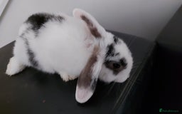 Mini Lop rabbits for sale: Mini lops rabbits - Image 2