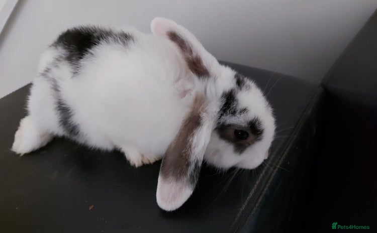 Mini Lop rabbits - Advert 5