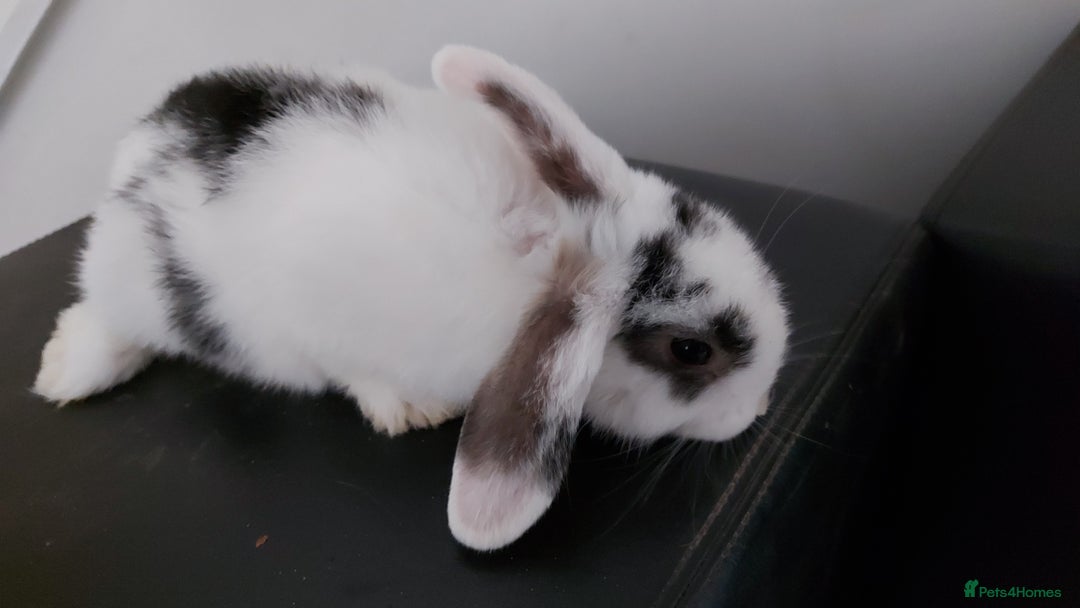 Mini Lop rabbits for sale: Mini lops rabbits - Image 2