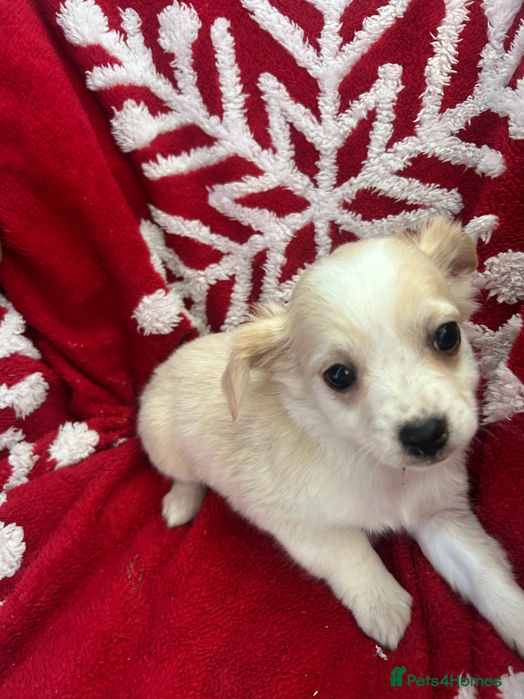 Mixed Breed dogs for sale: Jack chi  - Advert 3