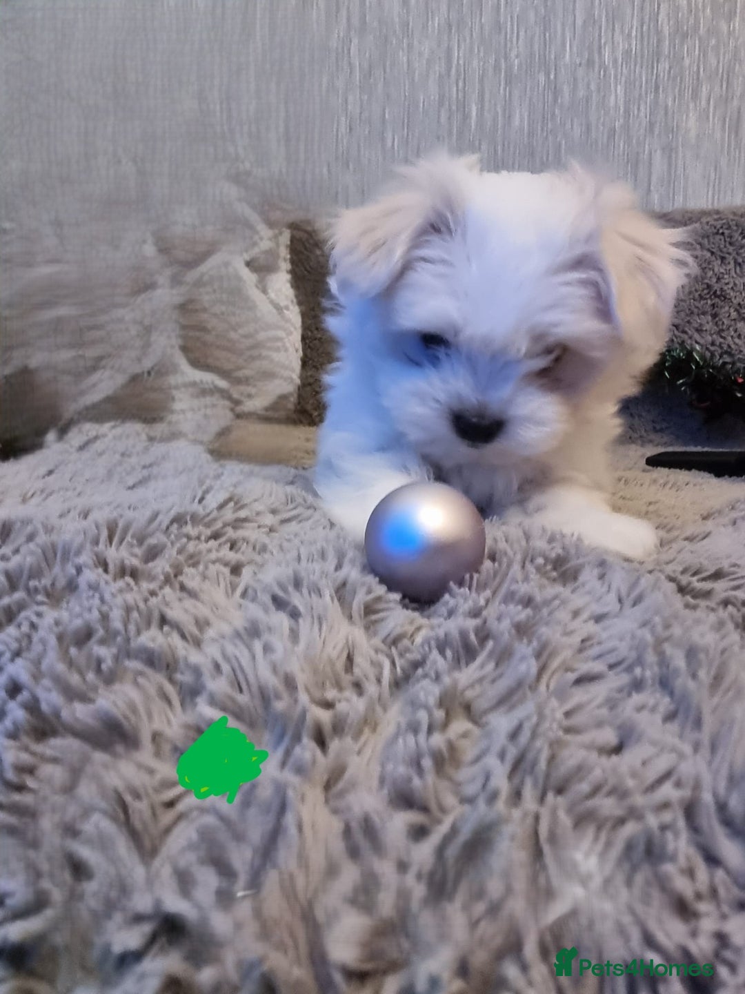 Maltese dogs for sale: Adorable Maltese Puppies Ready for Love. - Advert 6