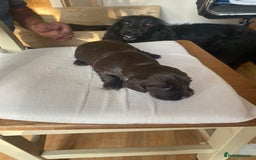 Cocker Spaniel dogs for sale: Beautiful Cocker Spaniel Puppies  - Image 11