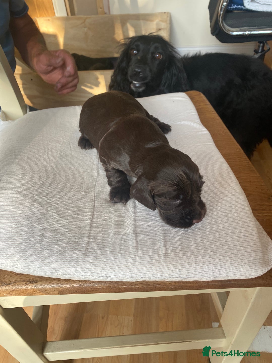 Cocker Spaniel dogs for sale: Beautiful Cocker Spaniel Puppies  - Image 11