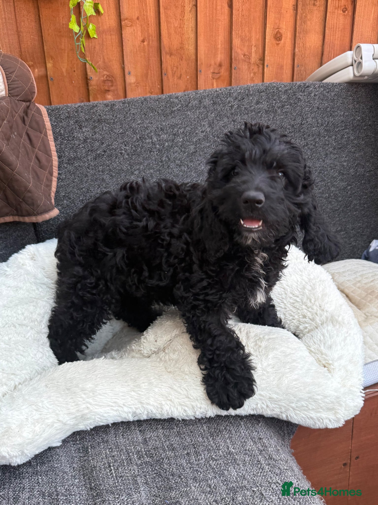 Australian Labradoodle dogs fully vaccinated Milo ready for a new home - Advert 9