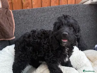 Australian Labradoodle dogs fully vaccinated Milo ready for a new home - Advert 2