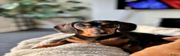 Chiweenie dogs for sale: 1 year old dachshund looking for forever home - Advert 1