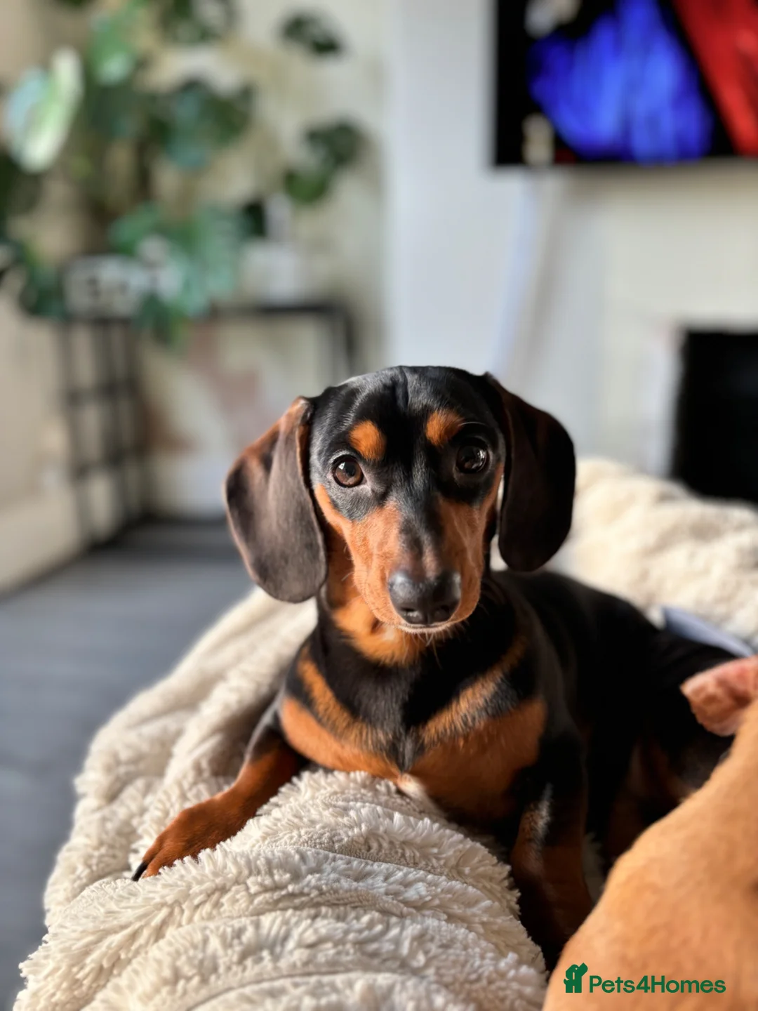 Chiweenie dogs for sale: 1 year old dachshund looking for forever home - Advert 1