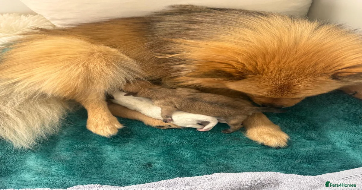 Spitz Puppies for sale | Pets4Homes