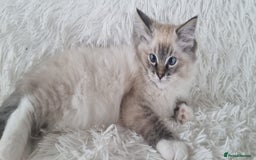Ragdoll cats for sale: 💞BEAUTIFUL FULL PEDIGREE TICA RAGDOLL KITTENS 💞 - Image 6