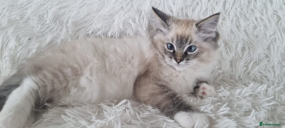 Ragdoll cats for sale: 💞BEAUTIFUL FULL PEDIGREE TICA RAGDOLL KITTENS 💞 - Image 6