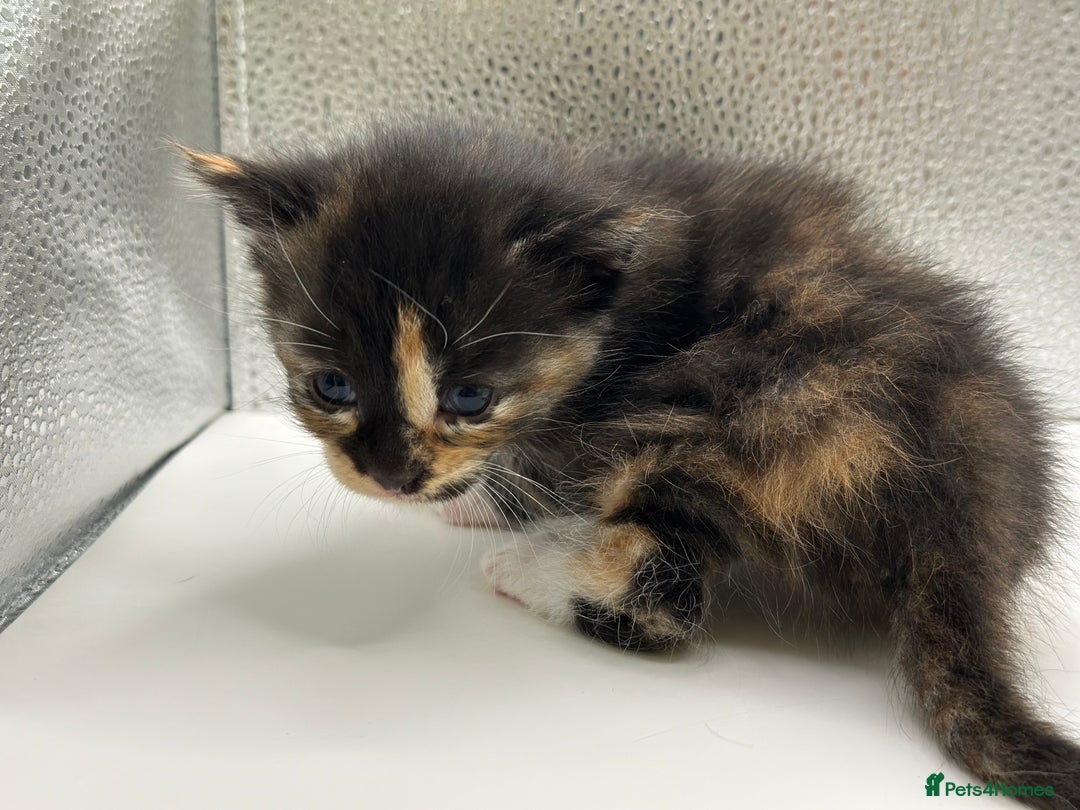 Maine Coon cats for sale: Main coon X  - Image 7