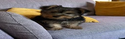 Yorkshire Terrier dogs for sale: Yorkie - Advert 4