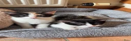 Mixed Breed cats for sale: Gorgeous marked kittens - Advert 5
