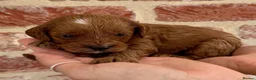 Cavapoo dogs for sale: F1b Cavapoos 🐾 - Advert 13