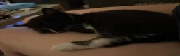 Mixed Breed cats for sale: Adorable kittens  - Advert 21