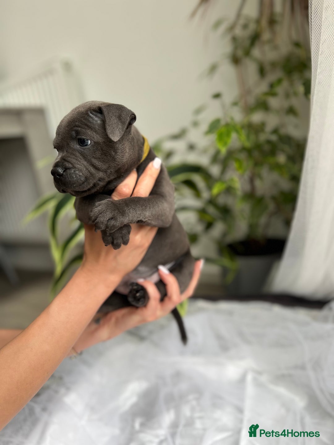 Staffordshire Bull Terrier dogs for sale: 🔷 Pharaon Champion Line Pups 🔷 in Wolverhampton - Image 11