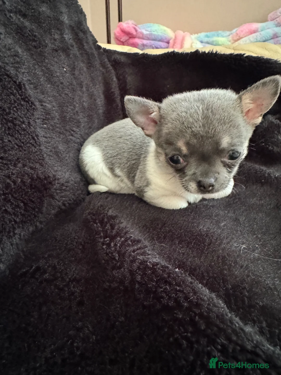 Chihuahua dogs for sale: Chihuahua female pup  - Advert 9