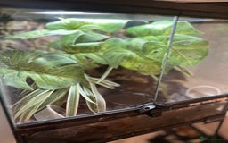 Frog reptiles for sale: Blue Frogs For Sale - Image 3