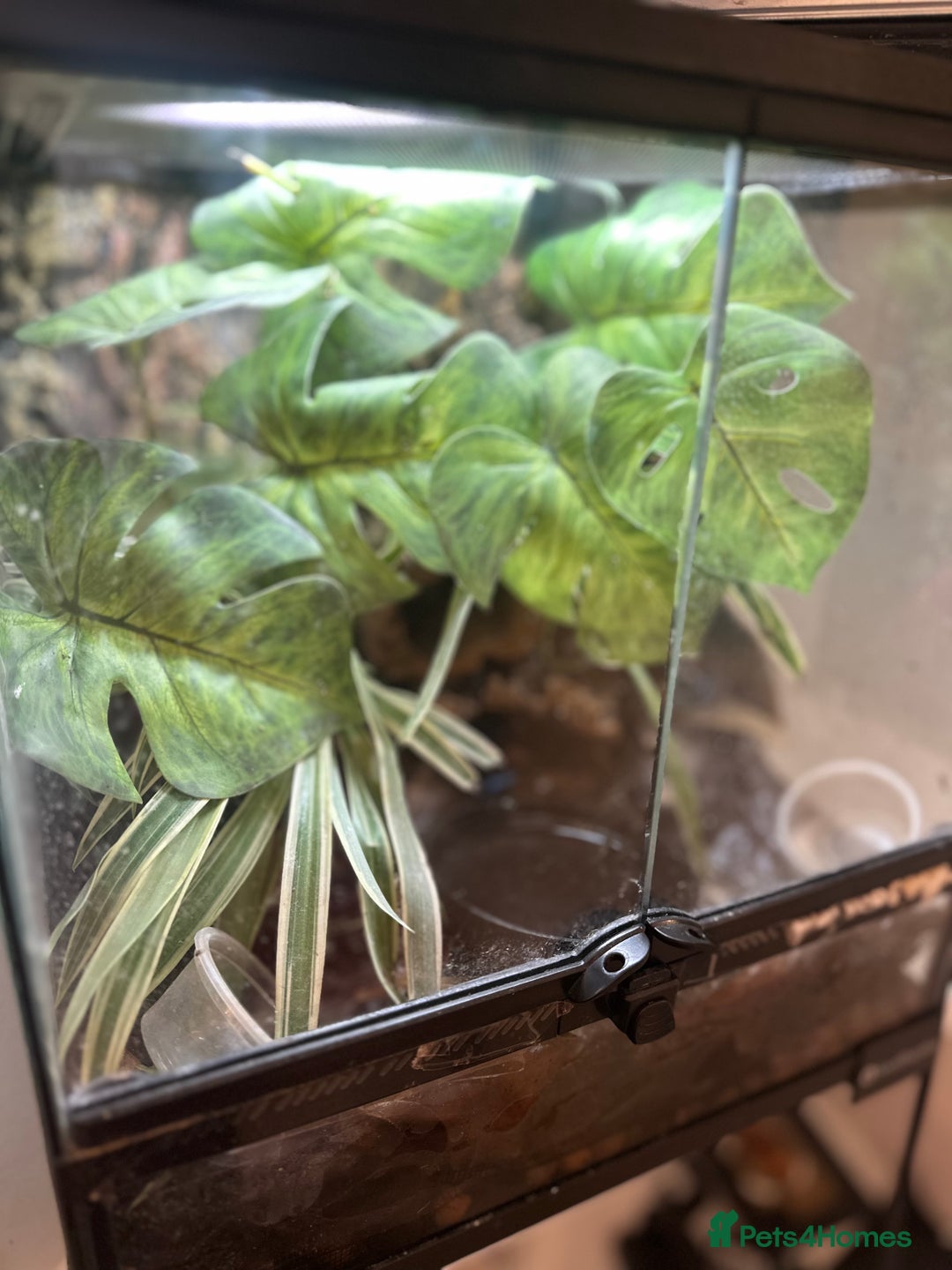 Frog reptiles for sale: Blue Frogs For Sale - Image 3