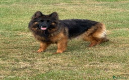 German Shepherd dogs for sale: Top Quality German Shepherd puppies  - Image 12