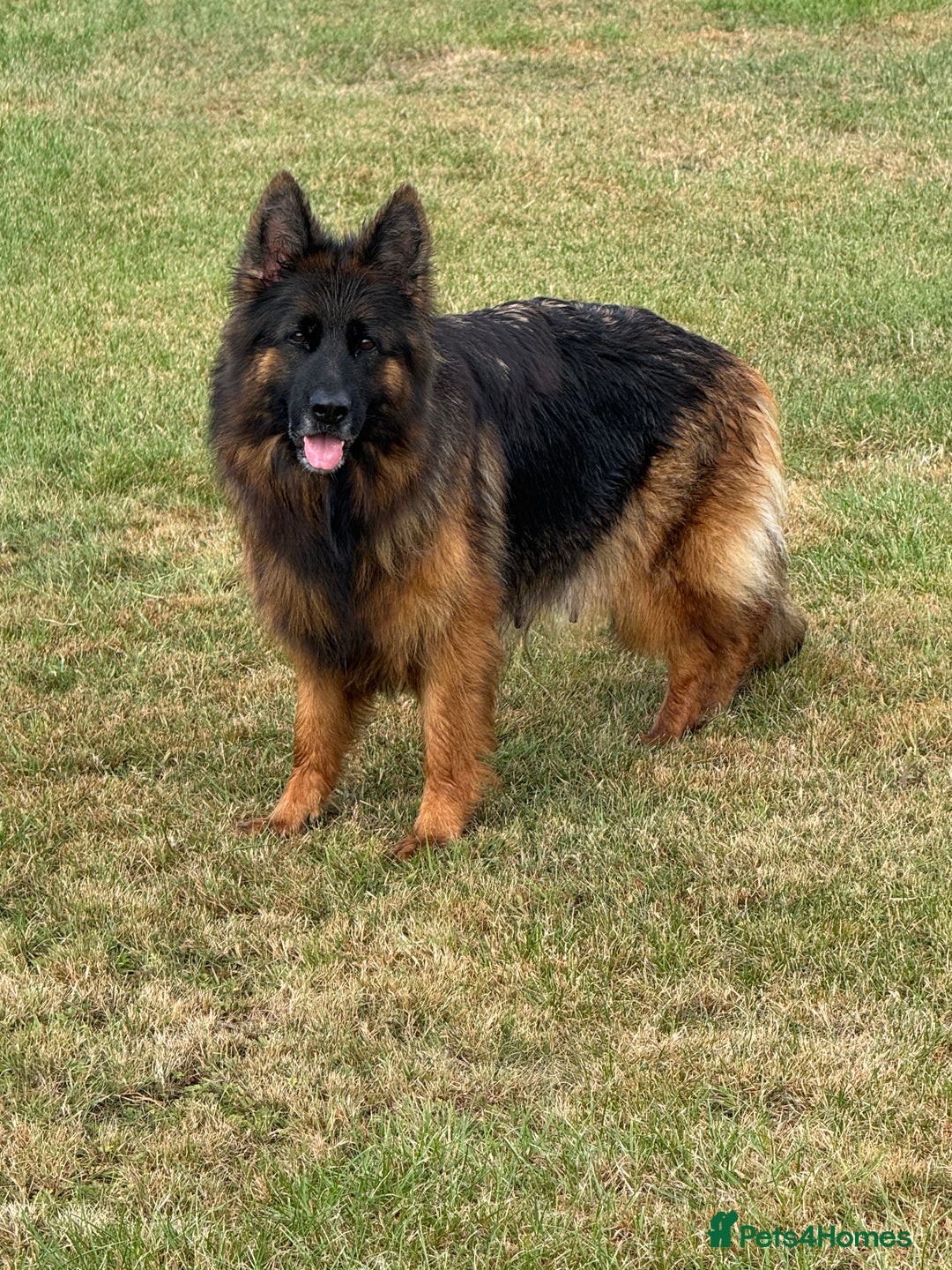 German Shepherd dogs for sale: Top Quality German Shepherd puppies  - Image 12