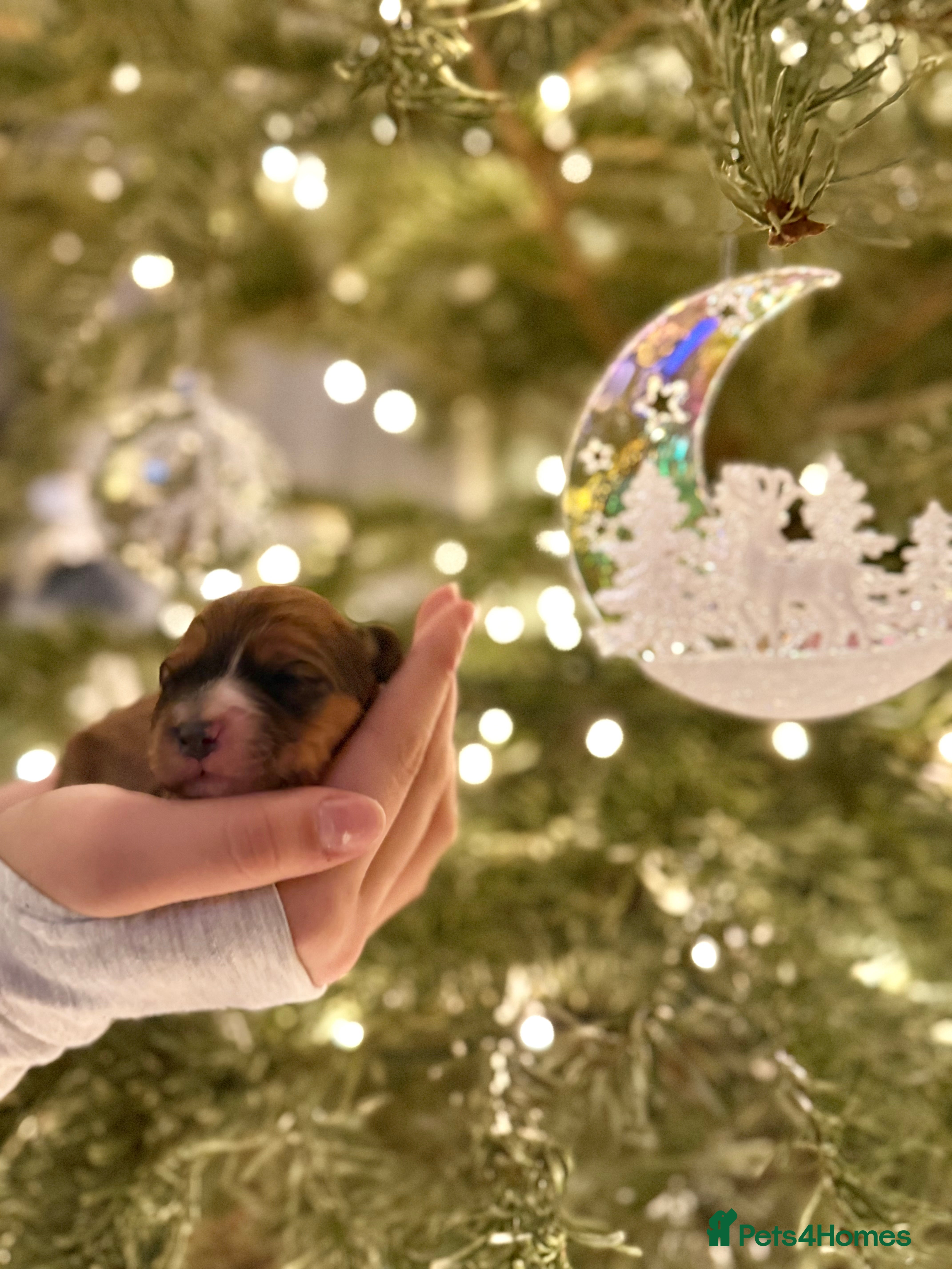 Cavapoo dogs Gorgeous Cavapoo Puppies  - Advert 4