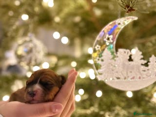 Cavapoo dogs Gorgeous Cavapoo Puppies - Advert 11