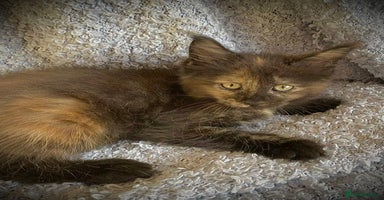 Maine Coon cats - Advert 4