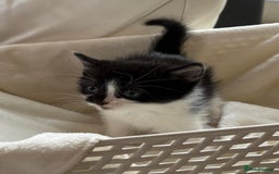 British Shorthair cats for sale: British Shorthair Kittens!  - Image 8