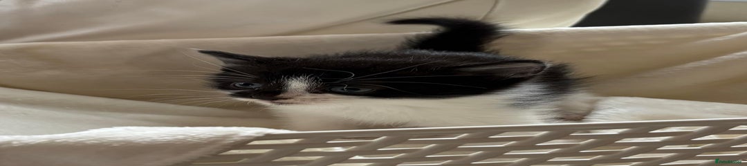 British Shorthair Kitten 5